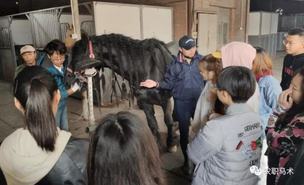 为什么马一旦驯服就很听话？学马教育自主招生