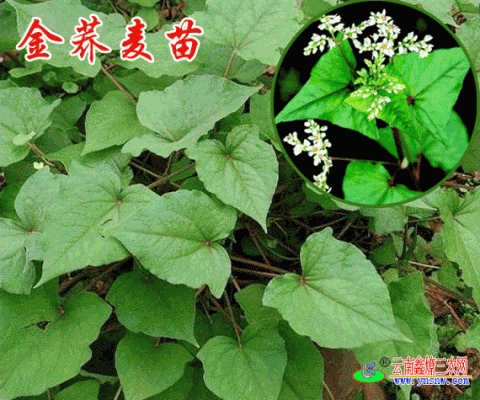 金荞麦种植技术和产量？培可达教育招生