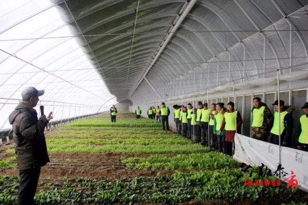 大棚秋天适合种什么菜？大理金鹏教育招生办