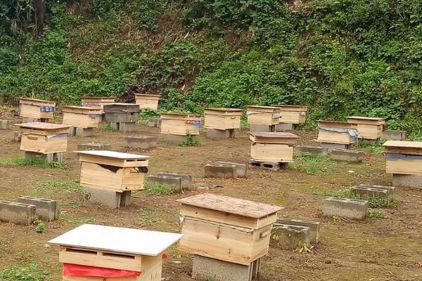 韶关蜜蜂分蜂季节是几月份？韶关教育局秋季招生考试