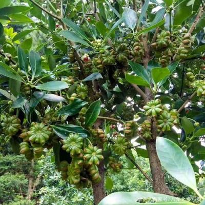 八角树移栽后多少时间成活？名师树优教育集团招生老师