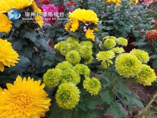宿州菊花展在什么地方？宿州小型教育招生外包公司