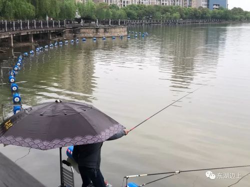 湘阴东湖可以钓鱼吗？（湘阴东湖教育招生报名）